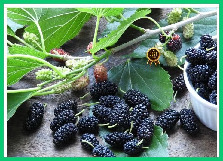 Indian Mulberry plant