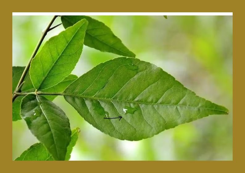 Indian Beal plant