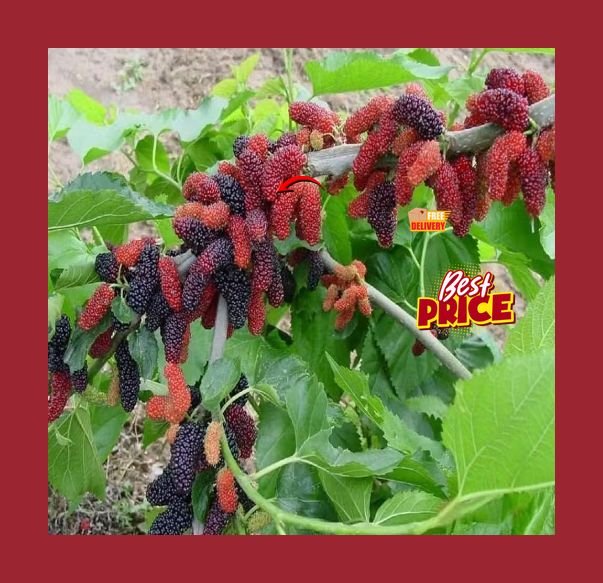 Healthy and testy Mulberry Plant