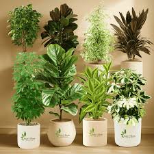 Best Fruit Trees to Grow in India for Home Gardens