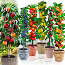 Fruit Trees