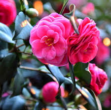 Flowering Trees