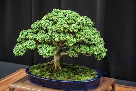 Bonsai Trees
