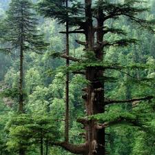 Timber Trees