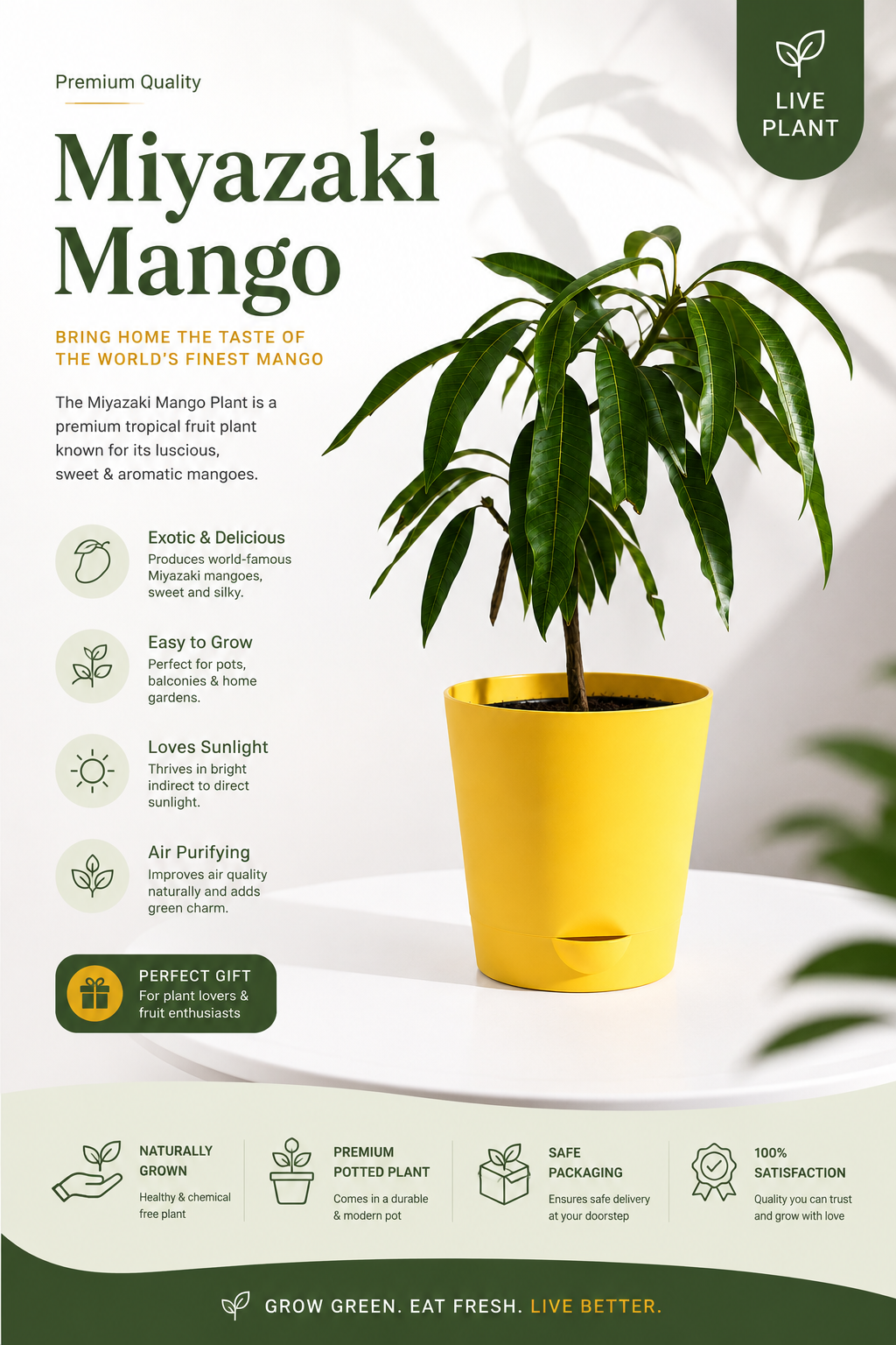 Premium Miyazaki Mango Live Plant for Home Garden | Exotic Japanese Mango Variety | Healthy Grafted Fruit Plant for Balcony, Terrace & Outdoor Gardening