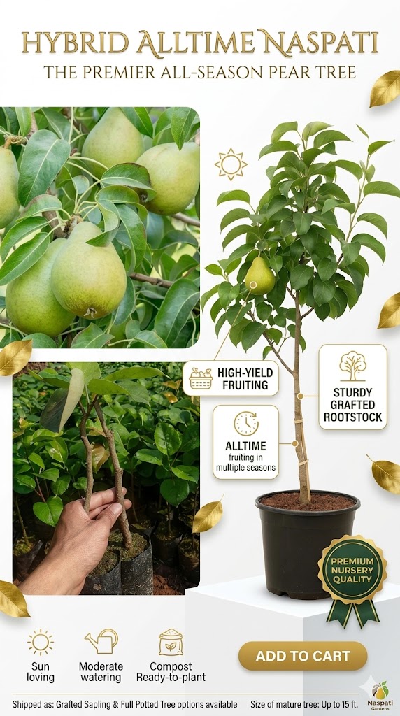 Hybrid All Time Naspati (Pear) Plant | High Yield Fruit Plant | Grafted Live Plant for Home Garden, Terrace & Orchard | Healthy Fruit Bearing Variety