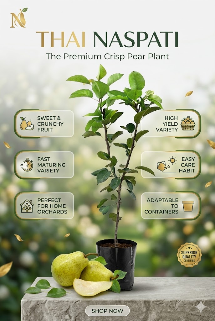 Thai Naspati Plant (Thai Pear) | Premium Grafted Fruit Plant | Sweet & Juicy Pear Variety | Live Fruit Bearing Plant for Home Garden & Orchard
