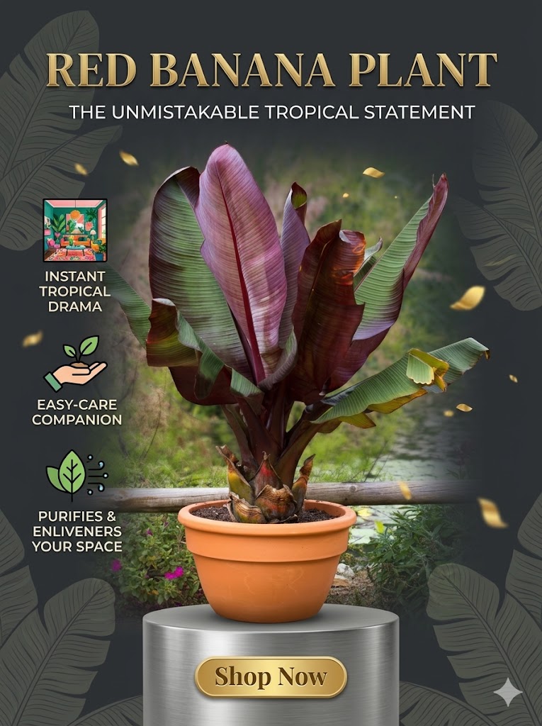 Red Banana Plant | Premium Live Grafted Banana Plant | Sweet & Nutritious Red Banana Variety | High Yield Fruit Plant for Home Garden & Farm