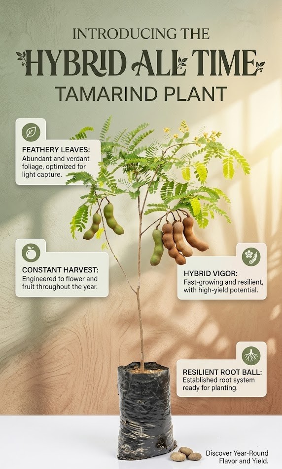 Hybrid All Time Tamarind Plant | Premium Grafted Imli Tree Live Plant | High Yield Sweet & Tangy Tamarind Variety | Fruit Bearing Plant for Home Garden & Farm