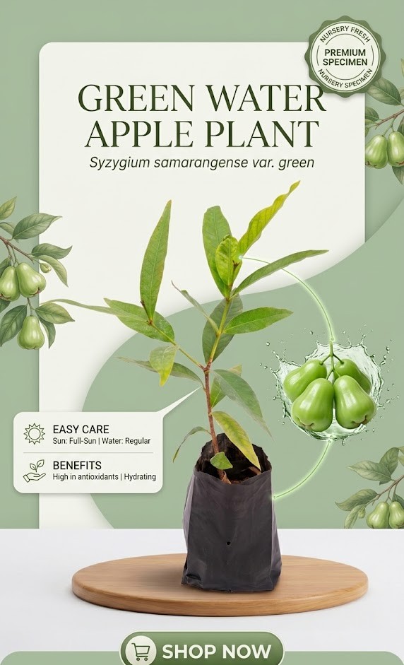 Green Water Apple Live Plant | Premium Wax Apple Fruit Tree | Sweet Juicy Fruit Plant for Home Garden, Balcony & Terrace