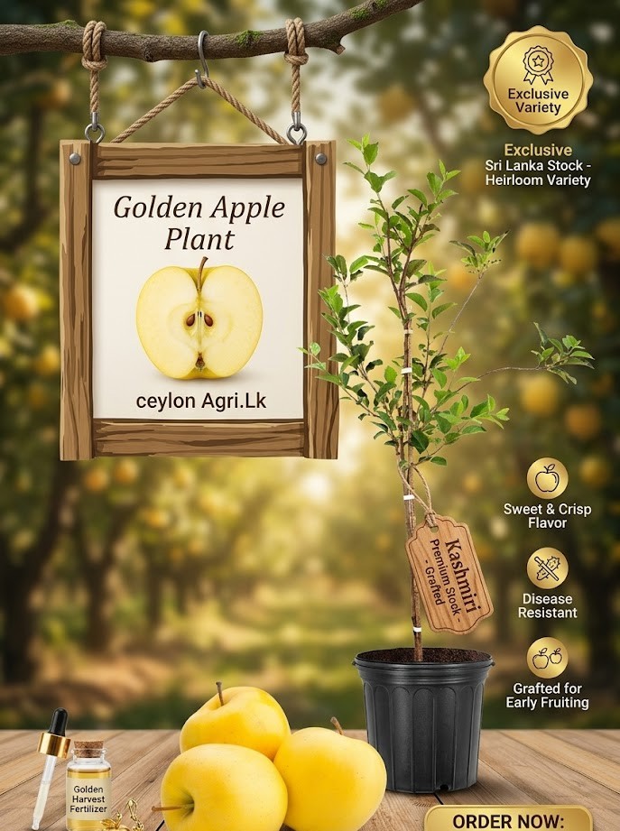 Golden Hybrid Apple Live Plant | Premium Apple Fruit Tree | Sweet Juicy Apple Plant for Home Garden, Balcony & Terrace