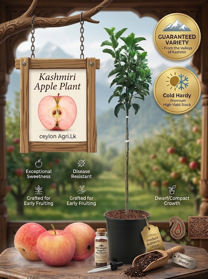 Kashmiri Apple Live Plant | Premium Apple Fruit Tree | Sweet Juicy Apple Plant for Home Garden, Balcony & Terrace