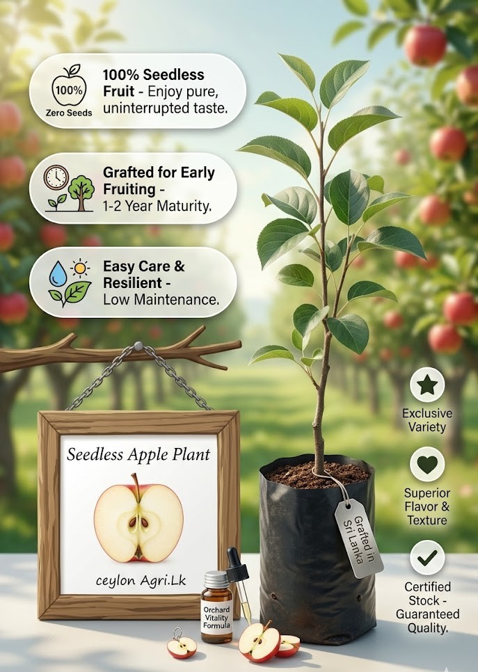 Apple Live Plant | Premium Fruit Tree Plant | Sweet Juicy Apple Plant for Home Garden, Balcony & Terrace