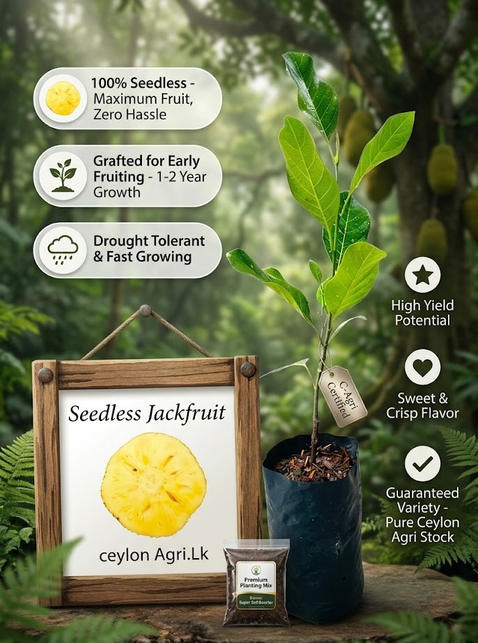 Seedless Jackfruit Live Plant | Premium Seedless Jackfruit Tree | Sweet Tropical Fruit Plant for Home Garden, Balcony & Terrace