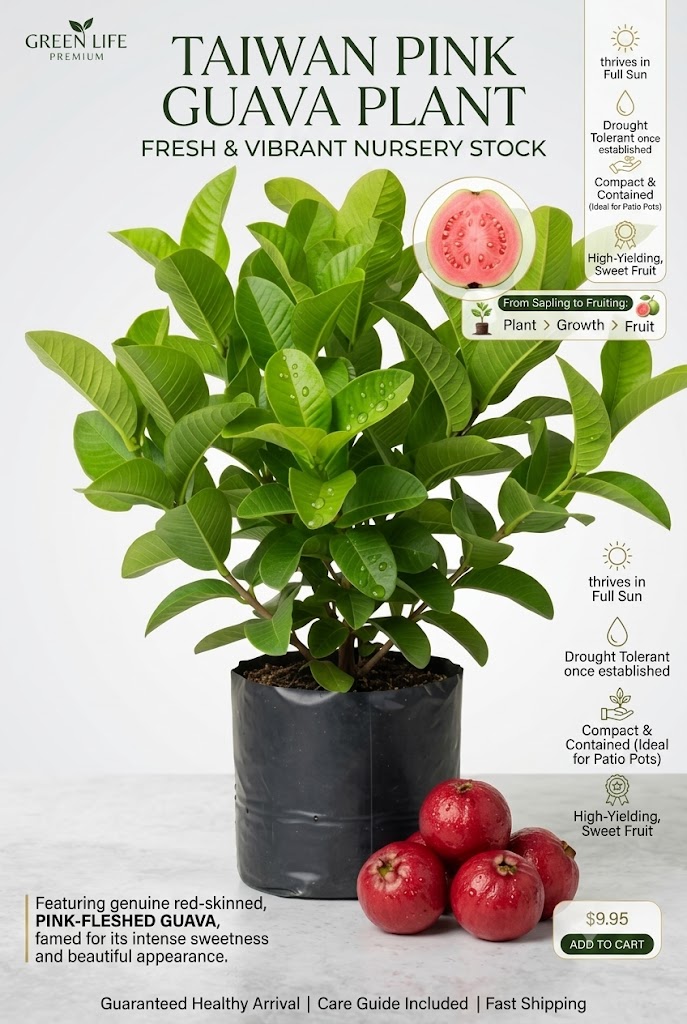 Strawberry Guava Live Plant | Premium Exotic Guava Tree | Sweet Aromatic Fruit Plant for Home Garden, Balcony & Terrace