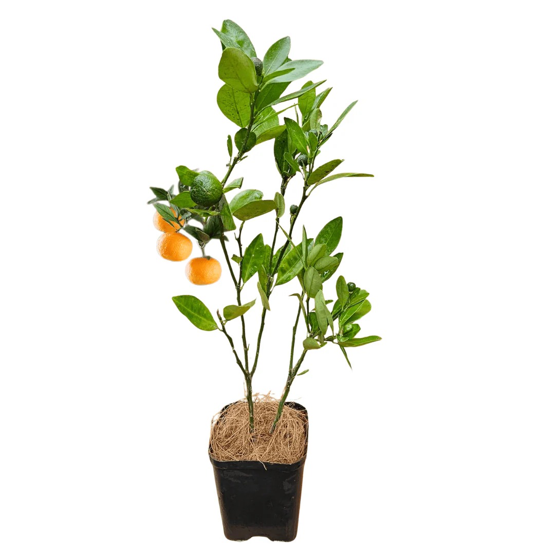 All Time Orange Live Plant | Multi-Season Fruiting Citrus Tree | Sweet Juicy Orange Plant for Home Garden, Balcony & Terrace