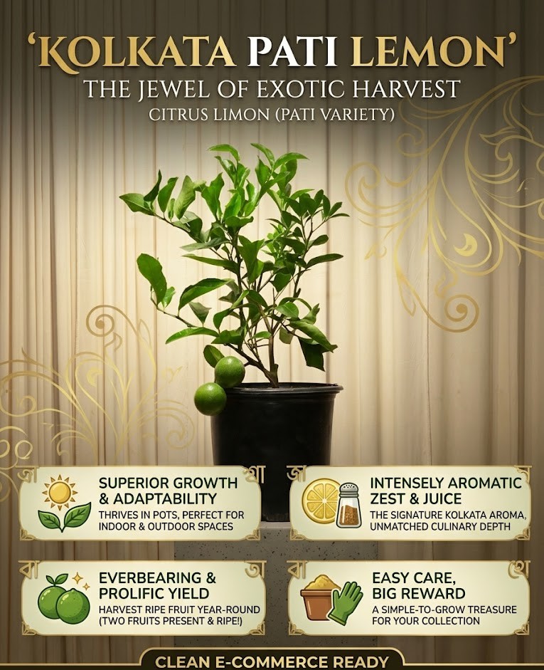 Kolkata Pati Lemon Live Plant | Juicy Citrus Grafted Lemon Tree | Premium Fruit Plant for Home Garden, Balcony & Terrace