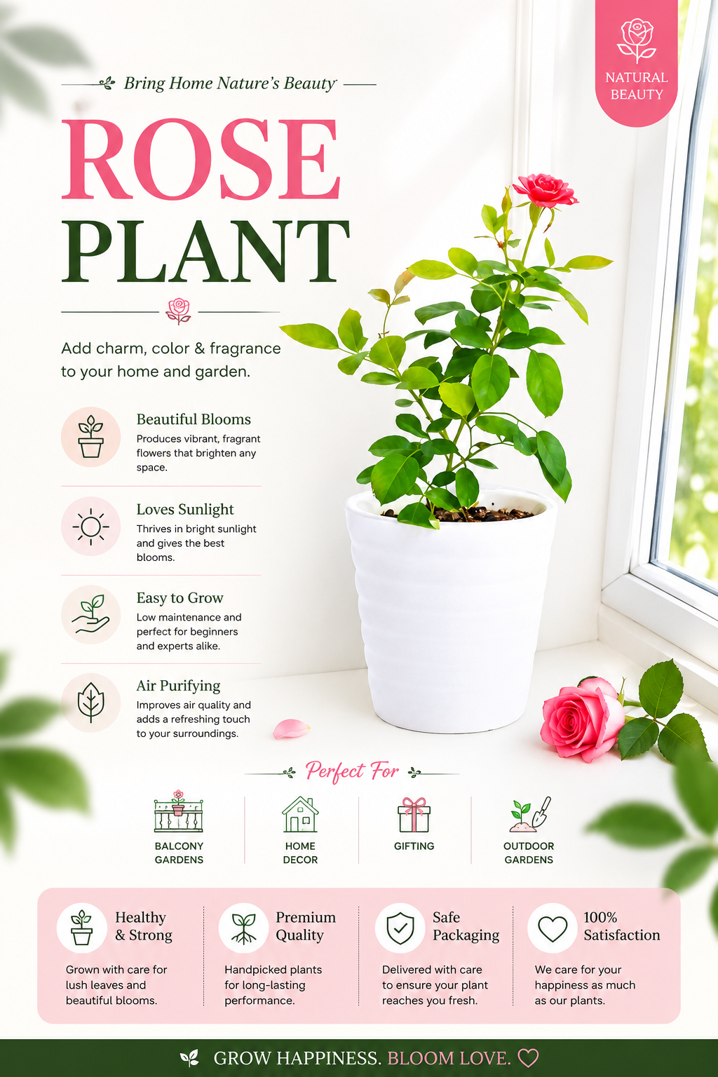 Rose Live Plant | Premium Flowering Rose Plant | Beautiful Fragrant Blooms for Home Garden, Balcony & Terrace