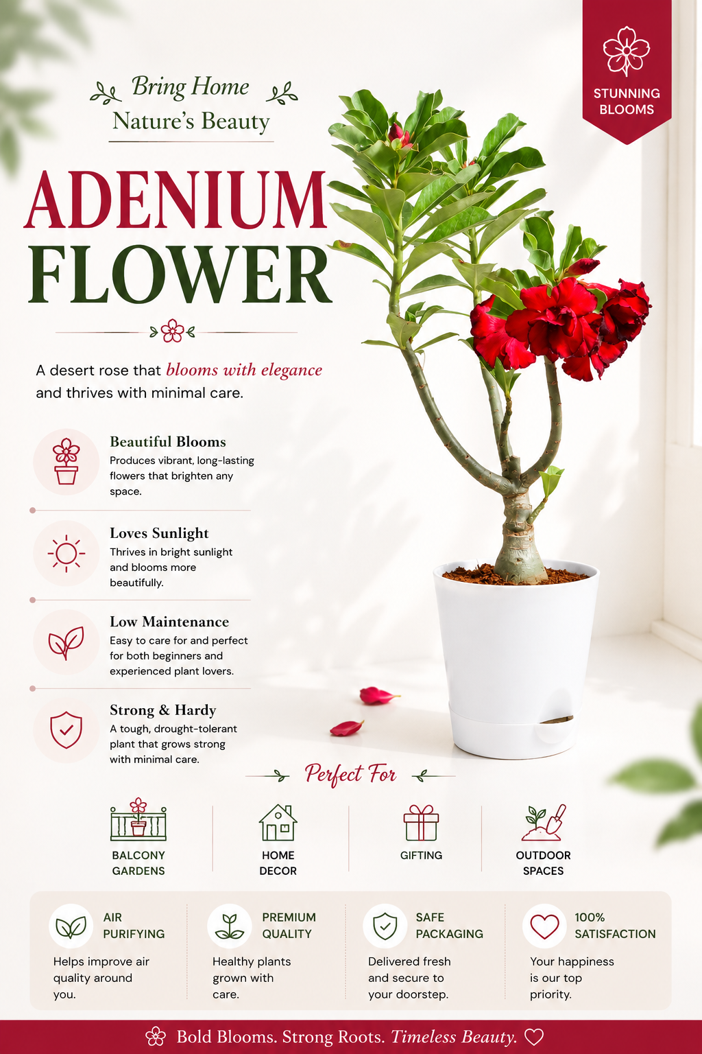 Adenium Live Plant | Desert Rose Flowering Plant | Exotic Blooming Plant for Home Garden, Balcony & Terrace