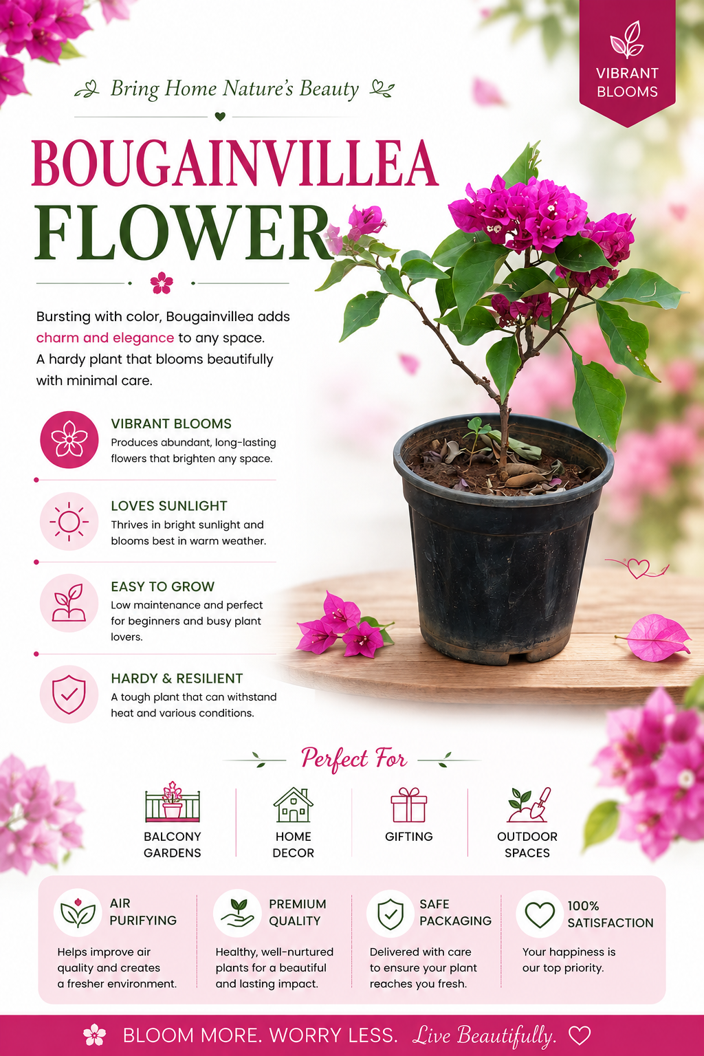 Bougainvillea Live Flower Plant | Premium Ornamental Flowering Plant | Vibrant Blooming Plant for Home Garden, Balcony & Terrace