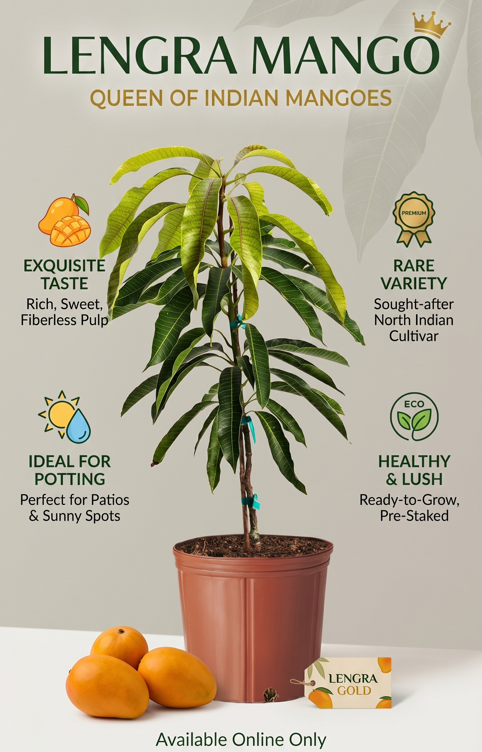 Langra Mango Live Plant | Premium Grafted Mango Tree | Sweet Juicy Fruit Plant for Home Garden, Balcony & Terrace